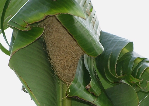 Oriole nest in the banana palm